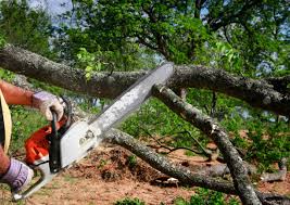 Best Storm Damage Tree Cleanup  in Rockdale, TX