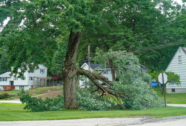 Professional Tree Removal in Rockdale, TX