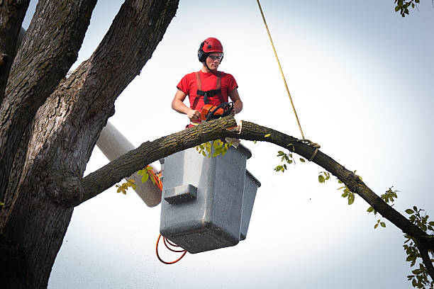 Best Tree Mulching  in Rockdale, TX