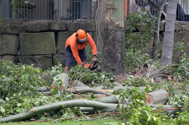 Best Hazardous Tree Removal  in Rockdale, TX