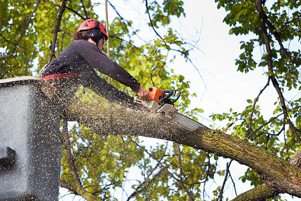 Best Tree Maintenance Programs  in Rockdale, TX